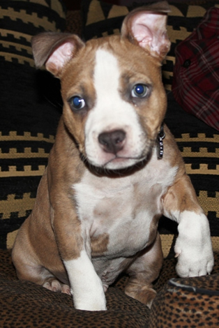 DDDawgs Krueger (AI)